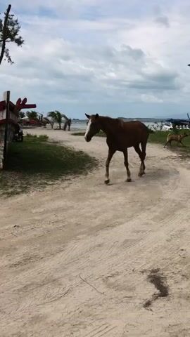 A brown horse with a white blaze on its face walks freely from left to right across a sandy or dirt path. On the left, a portion of a wooden boat, painted red and white, is visible next to some green foliage and tall trees. As the horse continues to walk, a small hut with a thatched roof and wooden supports comes into view on the left. In the background, a body of water, likely the sea or ocean, stretches under a cloudy sky. More trees line the distant shore. The atmosphere is peaceful, with the horse moving calmly. The sound of a dog barking is heard in the background. The scene depicts a sunny, but overcast, daytime setting in a coastal area of Ban Bang Khao, Thailand.