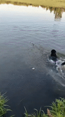 Dog watches water from bank in Рассвет, Russia