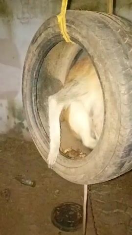 The video shows a dog playing outdoors. A large tire swing hangs from above. The dog runs from the tire and circles around other objects, including a pink dog bowl and a blue crate. The ground is dirt or gravel. The light is dim. A building is visible in the background.