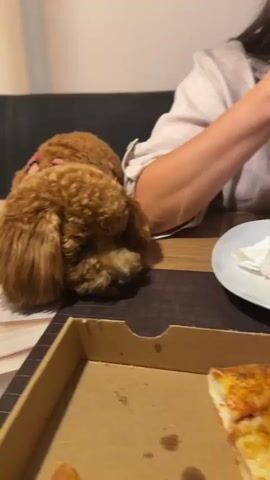 A fluffy, light brown poodle-type dog rests its head on a dark-colored table next to a partially eaten pizza in a cardboard box. A person in a light-colored shirt is seated at the table, their arm extended as they eat from a white plate with used napkins and what appears to be a piece of foil. The background is out of focus, showing a dark couch. The lighting is dim.
