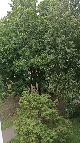 The video shows a view from above of lush green trees and foliage. In the foreground, there is a path or walkway. In the background, several tall trees dominate the scene, with their dense green leaves creating a canopy. Beyond the trees, a multi-story building with windows is visible. The overall impression is an urban or suburban setting with ample greenery.