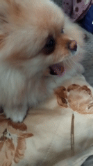Pomeranian dog lounges on cushions in Bulgarian home