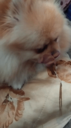 Pomeranian dog lounges on cushions in Bulgarian home