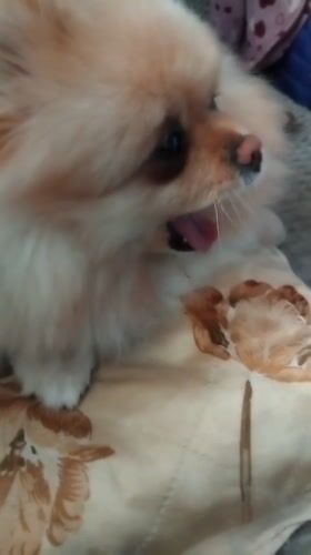 Pomeranian dog lounges on cushions in Bulgarian home