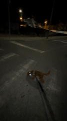 Dog walker navigates dark streets with flashlight in Montenegro