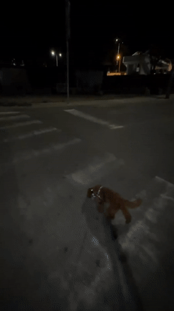 Dog walker navigates dark streets with flashlight in Montenegro