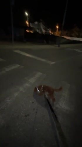 Dog walker navigates dark streets with flashlight in Montenegro