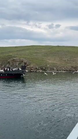 A ferry is docked next to a grassy island under a cloudy sky. Several seagulls are flying around the ferry and the island. A person is standing on the deck of the ferry, looking towards the island. Cars are parked on the ferry.