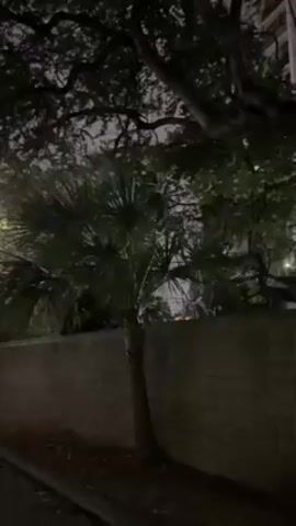 The scene, recorded in low light, shows a palm tree and other foliage against a backdrop of a wall and dimly lit buildings. The palm tree is in the foreground, with its fronds swaying slightly. A stone or brick wall runs horizontally behind it, and beyond that, indistinct buildings are visible, illuminated by soft, ambient light. The sky appears overcast or dark. No people are visible in the video. The camera appears to be handheld, offering a static view of the scene.