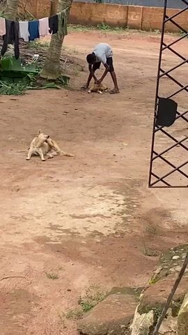 A young person in a gray shirt and dark shorts is bending down and interacting with a small, light-colored dog lying on the ground. Another dog, also light-colored, is lying down in the foreground, looking towards the interaction. The scene appears to be an outdoor, dusty area with a palm tree on the left, clothes hanging on a line strung between trees, and a brick wall in the background. A tall, dark, metal structure is visible on the right. The ground is reddish-brown dirt.