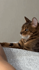 Cat plays, bites, and licks owner's feet during evening