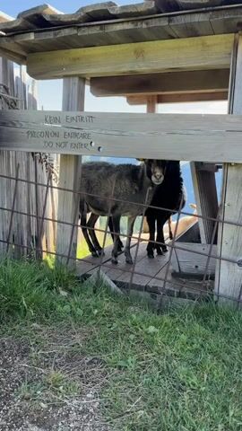 Two sheep are standing in a wooden structure. A wire fence is in front of the sheep. There is a sign above the sheep that says "KEIN EINTRITT PREGONON ENTRARE DO NOT ENTER". The ground is covered in grass and dirt. The background is blurry and appears to be a mountainous landscape.