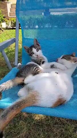 A kitten and an adult cat are playing on a blue lounge chair outdoors. The kitten is on its back, batting at the adult cat, which is lying on its side. The adult cat is white with brown and black markings on its tail and ears. The kitten is mostly grey and white with brown markings. The chair is in a grassy yard with some bushes in the background. The sun is shining. The video is 4 seconds long.