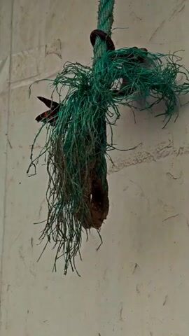 A hummingbird is captured in flight, hovering near a frayed green rope suspended against a textured, light-colored wall. The hummingbird, with its dark body and hints of red, is positioned towards the left side of the frame. Its wings are a blur of motion, indicating rapid flapping. The rope, thick and weathered, is partially covered by what appears to be nesting material or debris, creating a somewhat tangled appearance. The background wall exhibits some discoloration and imperfections, suggesting an outdoor or weathered environment. The lighting is diffused, casting soft shadows.