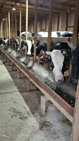 Inside a wooden barn, a row of black and white cows stand side-by-side, eating from a long, narrow trough filled with hay. The cows are separated by wooden posts and crossbeams. The barn's floor is partially covered with scattered hay. One cow is looking directly at the camera. There is a child saying "Cows, Cows".