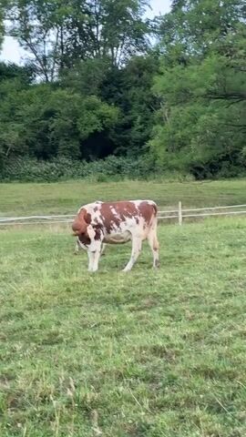 A brown and white cow is standing in a grassy field, with a fence and trees in the background. The cow lowers its head and appears to be scratching its face with its hind leg. It then lifts its head and looks towards the left.