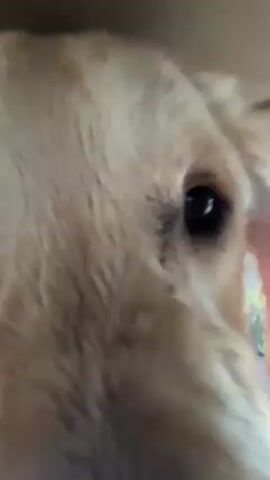 A close-up shot shows the face of a golden retriever dog from a low angle, seemingly inside a car. The dog's face fills the frame, with its eyes visible and its fur filling the surrounding space. The camera then pans up to reveal the dog is looking out the back windshield of a vehicle. A black collar is visible around the dog's neck. The car's rearview mirror and an attached device are seen in the background. The dog remains still.