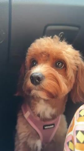 A close-up shot shows the head and shoulders of a small, fluffy, reddish-brown dog wearing a pink harness. The dog is looking to the left with its head slightly tilted. The background is dark and out of focus, suggesting the dog is in a vehicle.