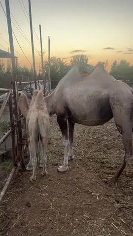 In Nəvahi Stansiya, Azerbaijan, two camels, one adult and one juvenile, stand in an enclosure during the golden hour of sunset. The adult camel, a pale tan with a prominent hump, is positioned to the right of the frame. Its head is lowered, appearing to nuzzle or interact with the smaller camel. The juvenile camel, also pale tan, stands to the left, facing the adult. Its smaller hump and stature indicate its youth.

The enclosure is made of rough, weathered metal bars, suggesting a farm or sanctuary setting. The ground is covered in dry soil and hay. In the background, trees are silhouetted against the vibrant orange and yellow hues of the setting sun, with a few utility poles also visible. The sky transitions from bright orange near the horizon to a softer yellow and then to a pale blue. The overall mood is serene and peaceful, capturing a tender moment between the two animals. No text is visible in the media.