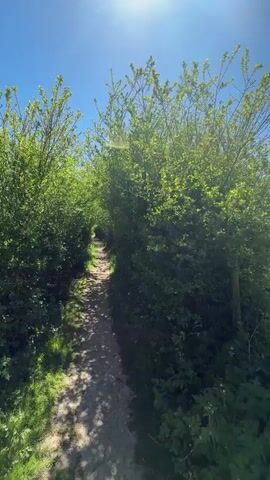 The video captures a bright, sunny walk through a rural landscape in Stotfold, United Kingdom. It begins on a narrow, dappled path shaded by dense green bushes and trees, with sunlight glinting through the leaves. Two indistinct, distant objects are visible in the bright sky at the start, possibly aircraft.

As the camera moves forward, the scene opens up to a wide, expansive green field bathed in sunlight, bordered by trees and hedges in the distance. The field is covered in grass and wild white flowers, with a clear blue sky overhead. A rustic wooden fence post is visible on the right side of the field.

The path continues as a slender dirt and grass track, winding through the field. On either side, tall grass and various plants, including white wildflowers, line the path, creating a natural corridor. The overall impression is one of a peaceful and serene outdoor environment on a beautiful day. There is no visible text in the video.