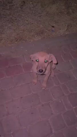 The video shows a small, tan puppy sitting on a brick path at night. The puppy's eyes reflect the light, appearing green. The camera moves slightly, and the puppy stretches, extending its front legs forward and lowering its body to the ground. It then walks along the brick path. The surrounding environment includes grass or other ground cover next to the brick path.