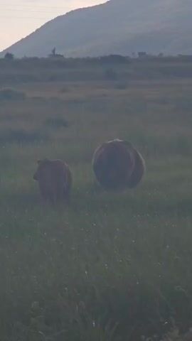 The video shows two brown bears in a grassy field. One bear is larger than the other, possibly a mother and cub. They are walking away from the camera, deeper into the field. In the background, there is a mountain range and some power lines. The lighting suggests it is either early morning or late evening. The overall scene is natural, with a focus on wildlife in their habitat.