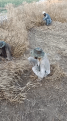 Three men harvest wheat in field using traditional methods