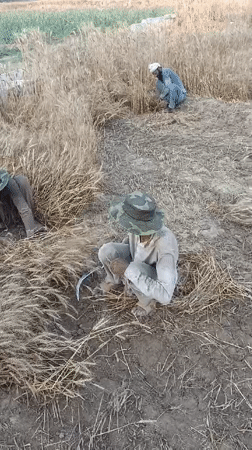 Three men harvest wheat in field using traditional methods