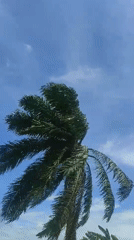 Morning scenes captured in Lhokseumawe: windy palms, seated figure