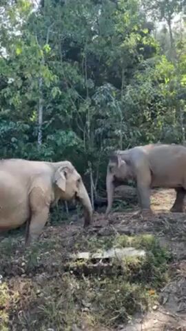 The video shows two Asian elephants standing in a forest clearing. The elephants face each other. The elephant on the left is slightly lighter in color than the one on the right. The ground is covered with dirt, grass, and some fallen branches. The forest trees surround the clearing, with sunlight filtering through the leaves.