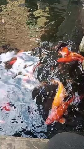 A top-down shot of a pond shows several orange goldfish swimming in clear water. The fish are of various sizes and are actively moving, creating ripples on the water's surface. The pond bed is visible and appears to be covered in gravel and some debris. The overall impression is a peaceful and natural aquatic environment.