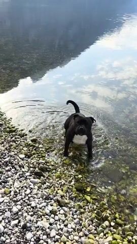 The video shows a black dog standing in shallow water on a pebble beach. The dog then runs into the water, swims briefly, and runs out, carrying a stick. The beach is covered in small, smooth pebbles, and the water is clear. In the background, there is a mountain and a building. The dog is the only animal or person visible in the video.