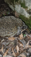 Hedgehog spotted foraging in Kratovo woodland during evening hours