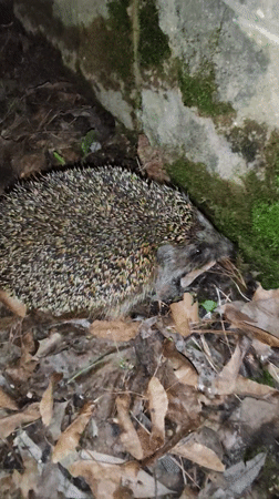Hedgehog spotted foraging in Kratovo woodland during evening hours
