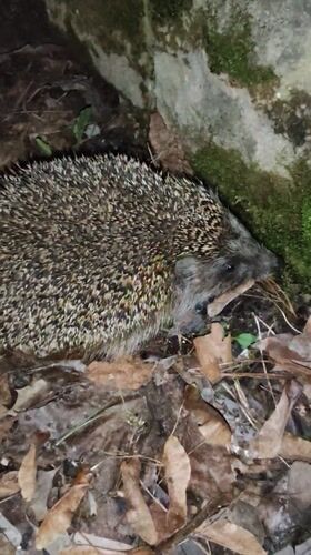 Hedgehog spotted foraging in Kratovo woodland during evening hours