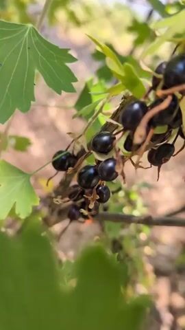 The video shows a close-up view of black currants on a branch. The currants are dark and round, with some stems and leaves visible. The background is blurred, with hints of green foliage and brown earth. The lighting suggests it is daytime, possibly outdoors in a garden or natural setting. The camera appears to be steady, with no visible movement other than the natural slight sway of the branch. There are no people or animals present in the frame.