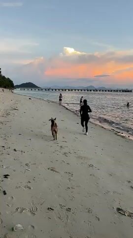 A dog runs on a sandy beach towards the water. A person in black athletic wear runs along the shore, with another person in the distance. The ocean is calm, and a pier with several people on it extends into the water. The sky is a soft blend of pink and orange, indicating sunset. The sand is mostly clean with some debris.