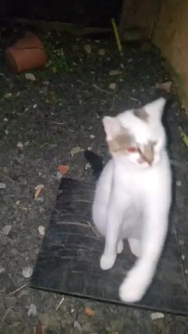 A white cat with grey-brown markings sits on a dark, square object placed on grey gravel. The cat turns its head towards a finger that enters the frame, then reaches out a paw towards it. The background includes a wall, some foliage, and a small, red-brown object.