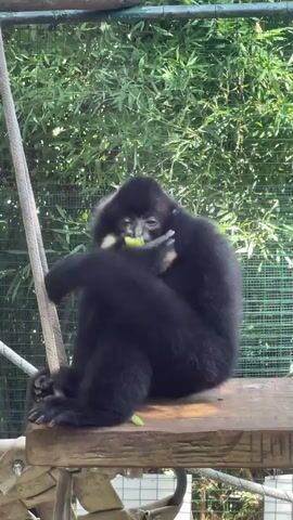 A black gibbon sits on a wooden platform in an outdoor enclosure. Green foliage is visible in the background. The gibbon is holding a piece of green food, possibly cucumber, in its hands and appears to be eating it. The gibbon is hunched over and occasionally brings its hands to its face. A rope is attached to the left side of the platform.