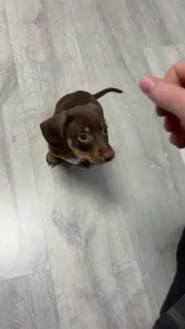 A person holds their hand out toward a brown and tan dachshund puppy, which promptly begins to nip at the hand. The dog latches onto the hand and holds it tightly with its paws, while the person remains still. The event takes place on a floor that resembles gray wood grain.