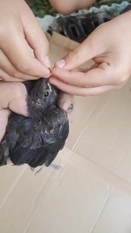In this close-up video, a person's hands are gently holding a young bird. The bird, predominantly black with hints of brown and lighter feathers on its chest and wings, appears to be a fledgling or a juvenile. Its eyes are open and alert. The person's thumbs are carefully holding the bird's head, while their index fingers and thumbs are positioned near its beak, offering a small, dark object, likely food. The bird's wings are tucked close to its body. The background is softly blurred, but suggests an outdoor setting with hints of greenery and a textured surface that appears to be cardboard on the ground. The lighting indicates it is daytime. The overall scene conveys a sense of care and rescue, with the person providing nourishment to the young bird. There is no visible text in the media file.
