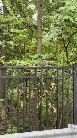 A gray squirrel is seen climbing on a black metal fence in front of a dense forest. The squirrel is the main subject of the video. It is actively moving along the top of the fence, appearing to be looking for something or traversing its territory. The fence is made of vertical metal bars with horizontal supports, and it is partially covered in vines and dried leaves, suggesting a natural, perhaps somewhat overgrown, setting. Behind the fence, a variety of green trees and foliage create a backdrop, indicating an outdoor environment. The lighting suggests it is daytime, with the light filtering through the leaves. The scene appears to be a common, everyday occurrence in a suburban or natural area where squirrels are present. There is no visible text in the video. The overall mood is one of natural observation.