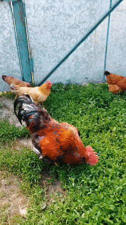 Backyard life captured in Ustyvytsia: chickens, cats, gardens observed