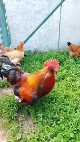 Backyard life captured in Ustyvytsia: chickens, cats, gardens observed