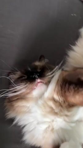 A close-up vertical shot features a long-haired cat lying on its back. The cat has distinctive colorpoint markings, with a dark brown face, ears, and paws, contrasting with its cream-colored chest and belly. Its eyes, initially mostly closed, are a striking blue. Long, prominent white whiskers fan out from its face.

At the beginning, the cat's mouth is slightly open, revealing tiny teeth. It appears to be very relaxed, perhaps dozing or stretching. As the video progresses, the cat slowly opens its blue eyes, looking towards the camera with a soft gaze. The camera remains very close to the cat's face, emphasizing its features. The background is a blurry, dark gray or brown fabric, likely a blanket or furniture, suggesting an indoor setting. The cat makes soft, low vocalizations, possibly purring or a sleepy murmur, and its chest slightly rises and falls with breathing.