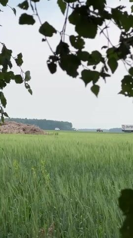 The video shows a bright, overcast day with a shallow depth of field. The foreground is dominated by a dense field of tall, green grass, possibly wheat or barley, with some dry brown vegetation poking through at the bottom. Overhead, the dark silhouettes of tree leaves and branches frame the top of the scene, creating a natural vignette. In the mid-ground, the green field stretches to a treeline in the distance. To the left, a large pile of golden hay bales is visible. Several vehicles, appearing as small white shapes, are moving across the field or along a distant road. To the right, the treeline continues. The sky is a pale, hazy white, suggesting diffused sunlight. No people are clearly visible.