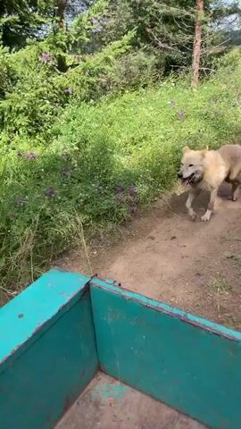A medium-sized dog, possibly a mix of breeds, with light brown fur, is trotting along a dirt path next to a vibrant green bush. The dog is looking to its right, with its mouth open and tongue out, appearing to be panting or excited. In the foreground, a portion of a large, teal-colored, rectangular object is visible, suggesting it might be a dumpster or a similar container. The background is filled with lush green trees and foliage, indicating an outdoor, possibly wooded, environment. The lighting suggests it is daytime.