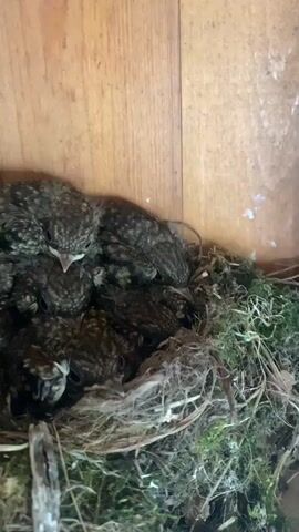 A clutch of young birds is huddled together in a nest made of twigs and moss. The birds are small and covered in downy feathers, with their eyes closed or partially open. They appear to be sleeping or resting, snuggled up against each other for warmth. The nest is situated in a wooden structure, possibly a birdhouse or a cavity in a tree. The lighting is dim, suggesting it may be early morning or late afternoon.
