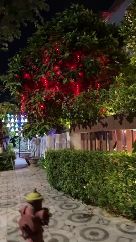 The video displays a nighttime scene on a sidewalk in Đà Nẵng, Vietnam. The focal point is a lush green tree adorned with numerous small red lights, creating a festive ambiance. To the left of this tree, another tree is decorated with strings of blue and white lights, resembling upside-down bells.

The sidewalk itself is paved with decorative tiles featuring circular patterns. Several well-maintained green bushes line the edge of the sidewalk, with one particularly prominent hedge in the foreground. In the background, a modern building with multiple levels and glass balconies is visible, illuminated by soft interior lights and accent lighting. Some of the building's exterior walls appear to be clad in stone or tile.

A streetlamp stands on the left side of the sidewalk, and a small, reddish object resembling a fire hydrant or decorative bollard is positioned in the lower foreground. The overall atmosphere is tranquil and festive, likely due to the decorative lighting. The time of day is clearly night, and the weather appears to be clear, with no visible precipitation. The presence of tropical foliage suggests a warm climate, consistent with Đà Nẵng. There are no people visible in the footage. The lighting creates a warm and inviting mood, highlighting the decorative elements of the scene.