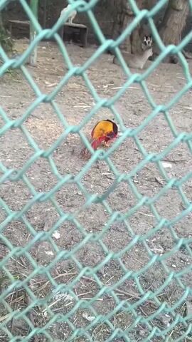 The video shows a fenced-in enclosure with several birds inside. In the foreground, there is a vibrant pheasant with orange, yellow, and black plumage. Behind it, a peacock displays its plumage by fanning out its feathers. The ground in the enclosure appears to be dirt and scattered debris. The enclosure is surrounded by a green chain-link fence. The video appears to have been taken on a sunny day.